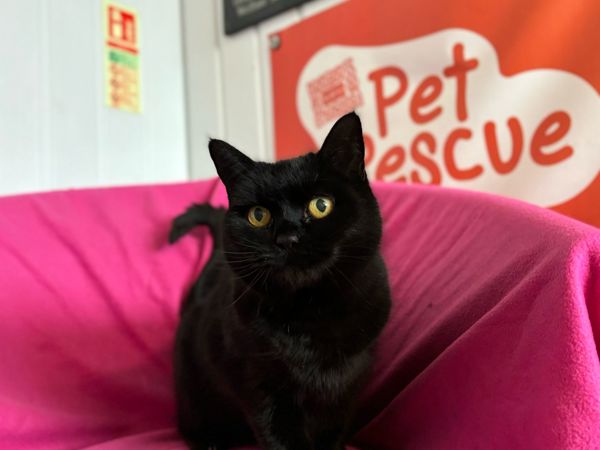 SOOTY   For Adoption