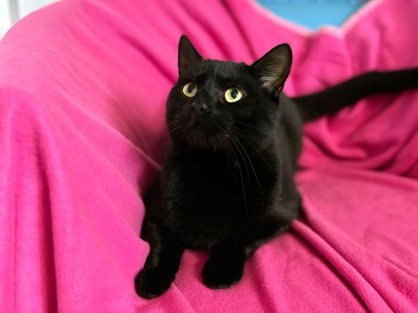 BAGHEERA  For Adoption