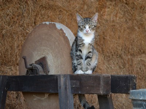 YARD/STABLE CATS For Adoption