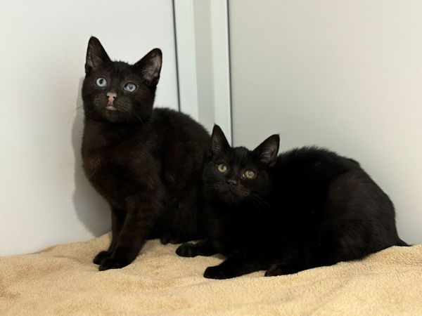 JACK AND JILL For Adoption