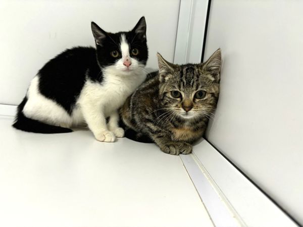 SUGAR AND SPICE For Adoption