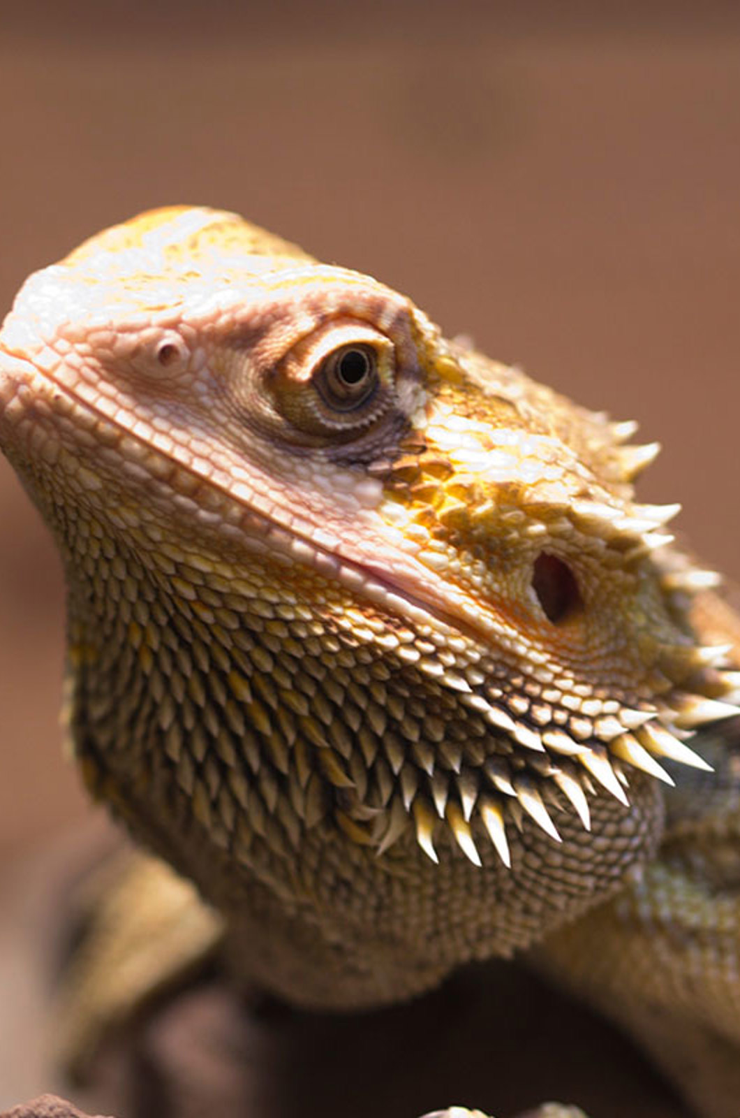 Reptiles | Greenacres Rescue