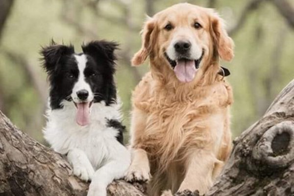 GENERIC DOG APPLICATION For Adoption